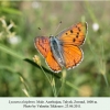 lycaena alciphron talysh male 2